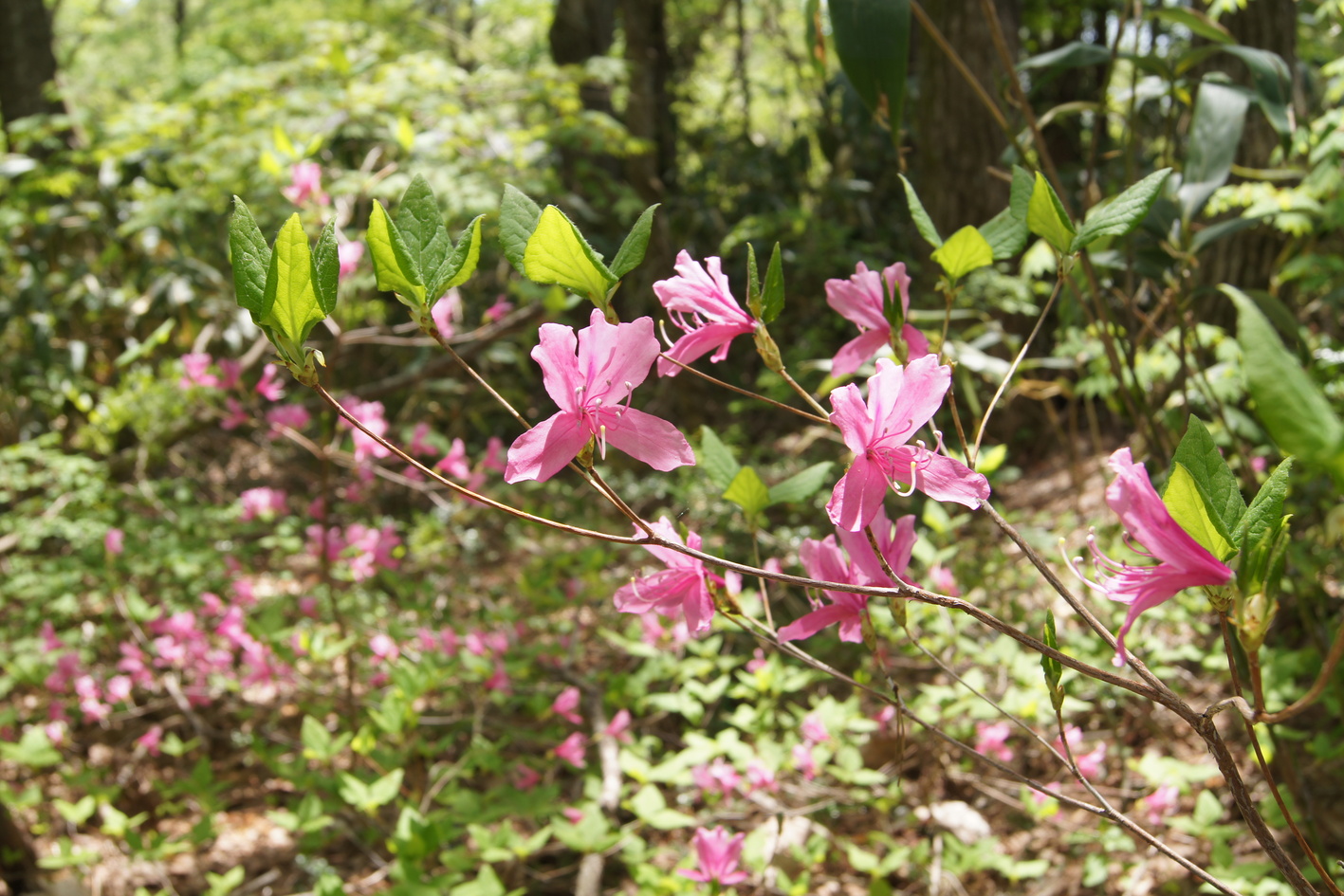 ユキグニミツバツツジの画像